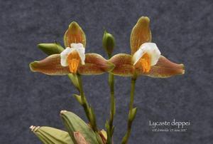 Lycaste deppei