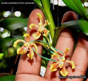 Vanda scandens