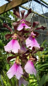 Encyclia cordigera