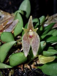 Barbosella australis