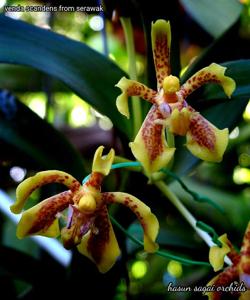 Vanda scandens