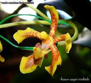 Vanda scandens