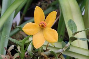 Dendrobium cuthbertsonii