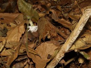 Cheirostylis griffithii