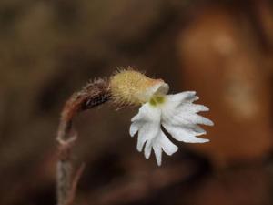 Cheirostylis griffithii
