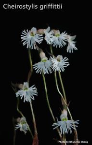 Cheirostylis griffithii