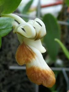 Dendrobium kenepaiense