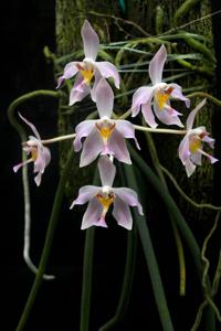 Paraphalaenopsis laycockii