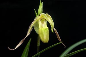 Phragmipedium longifolium