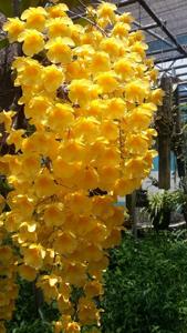 Dendrobium lindleyi