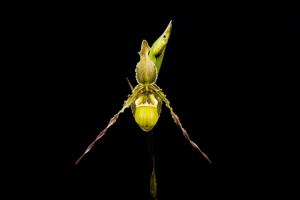 Phragmipedium richteri