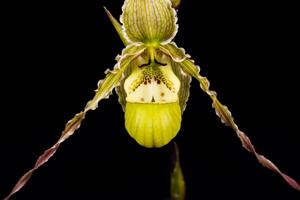 Phragmipedium richteri