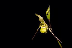 Phragmipedium richteri