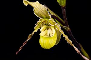 Phragmipedium richteri