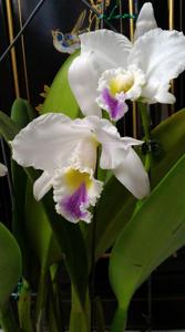 Cattleya gaskelliana