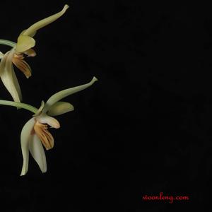 Phalaenopsis cochlearis