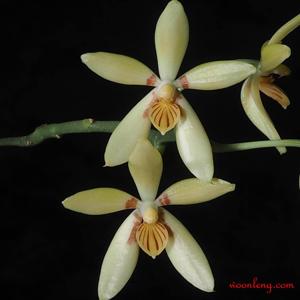 Phalaenopsis cochlearis