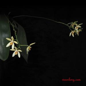 Phalaenopsis cochlearis