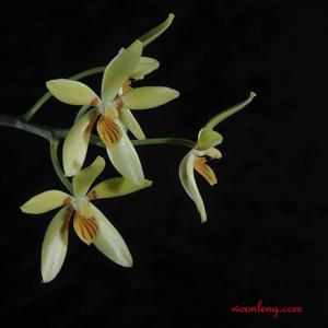 Phalaenopsis cochlearis