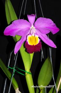 Cattleya wallisii