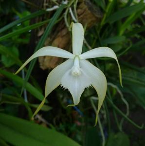 Brassavola cucullata