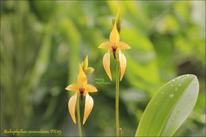 Bulbophyllum amplebracteatum subsp. carunculatum