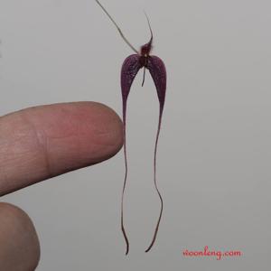 Bulbophyllum nasica