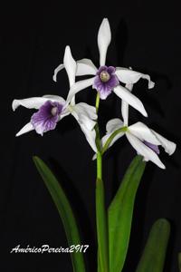 Cattleya purpurata