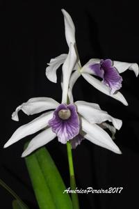 Cattleya purpurata