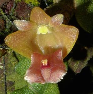 Dendrobium prostratum
