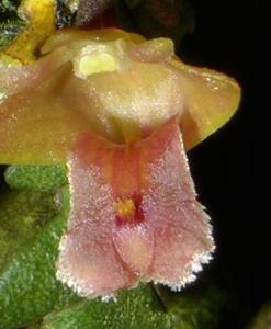 Dendrobium prostratum