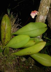 Bulbophyllum lepidum