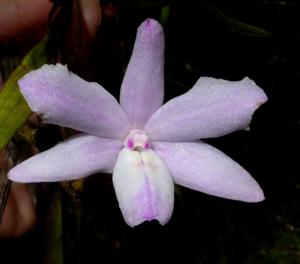 Dendrobium kruiense