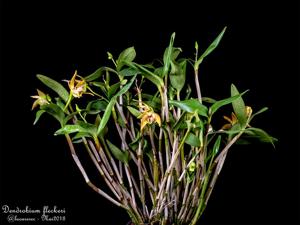 Dendrobium fleckeri