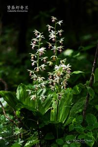 Calanthe brevicornu