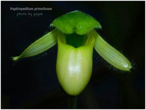 Paphiopedilum primulinum