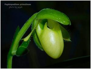 Paphiopedilum primulinum