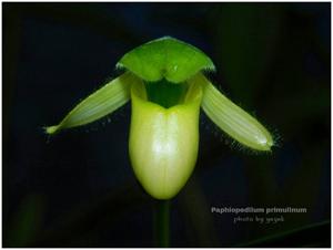 Paphiopedilum primulinum