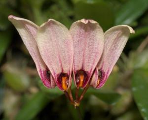 Bulbophyllum lepidum