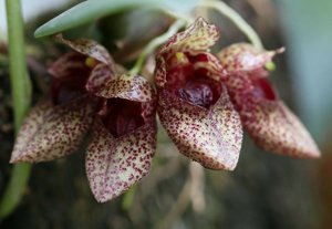 Bulbophyllum frostii