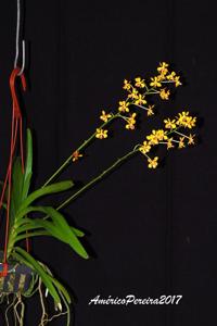 Vanda testacea