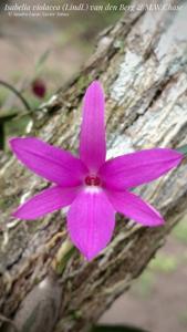 Isabelia violacea