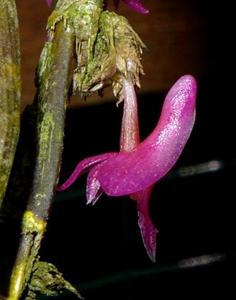 Dendrobium rosellum