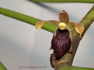 Luisia curtisii