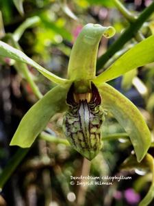 Dendrobium calophyllum