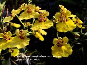 Rossioglossum ampliatum