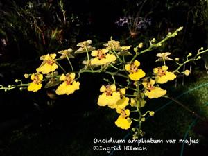 Rossioglossum ampliatum