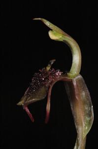 Chiloglottis reflexa
