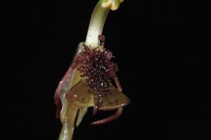 Chiloglottis reflexa