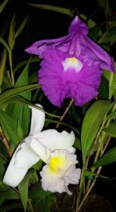 Sobralia macrantha